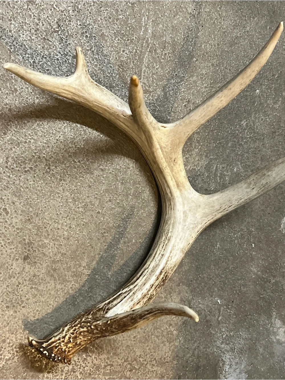 Natural Brown Deer Antler Wall Accent - Rustic Home Wall Decor